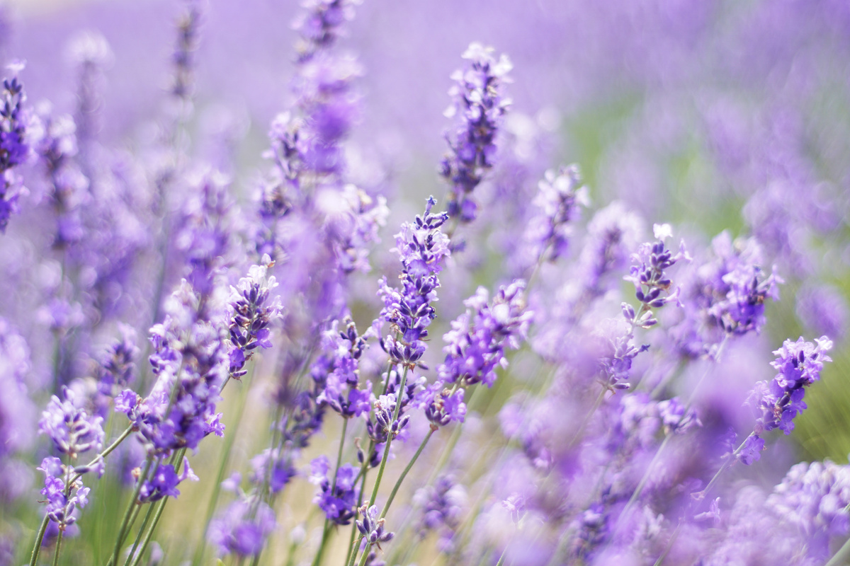 Lavender field in Japan